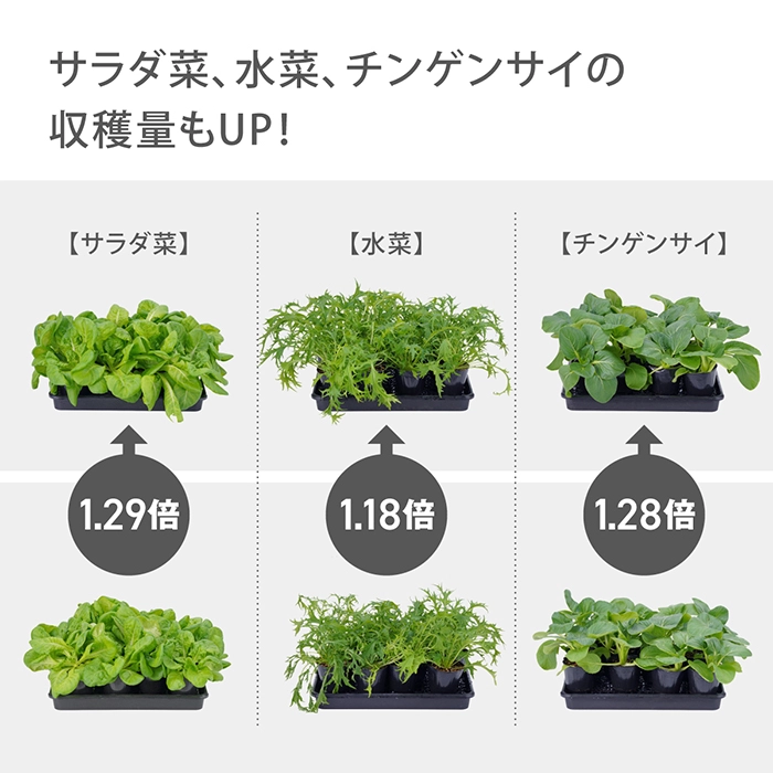 サラダ菜、水菜、チンゲンサイの収穫量もUP！